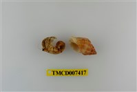 藏品(凹足陸寄居蟹)的圖片